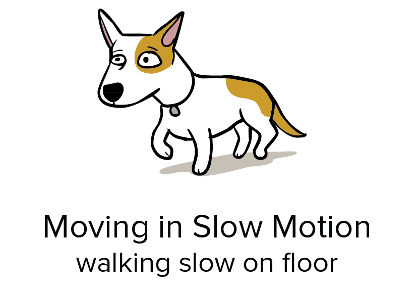 slow dog