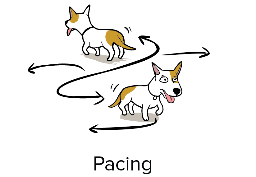 animal pacing