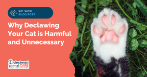 dangers of declawing blog post feature image