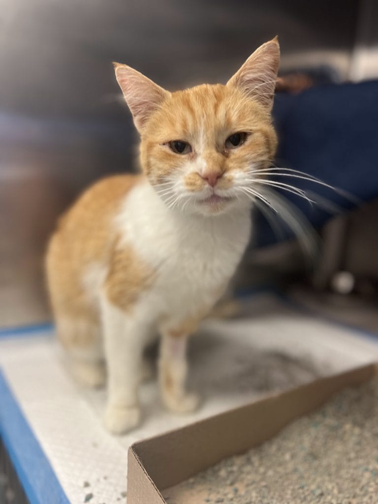 Don't Declaw! Learn Why. Cincinnati Animal CARE