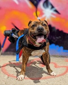 adopt tony hawk cincinnati animal care