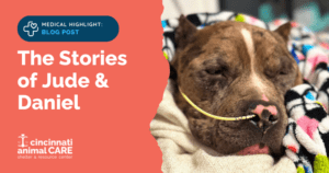 a dog with a tube in its nose