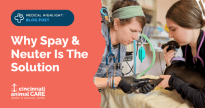 vet techs preforming neuter surgery