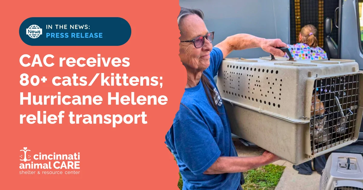 CAC Blog Post Feature Photos (24) hurricane helene cat and kitten relief transport to cincinnati animal care
