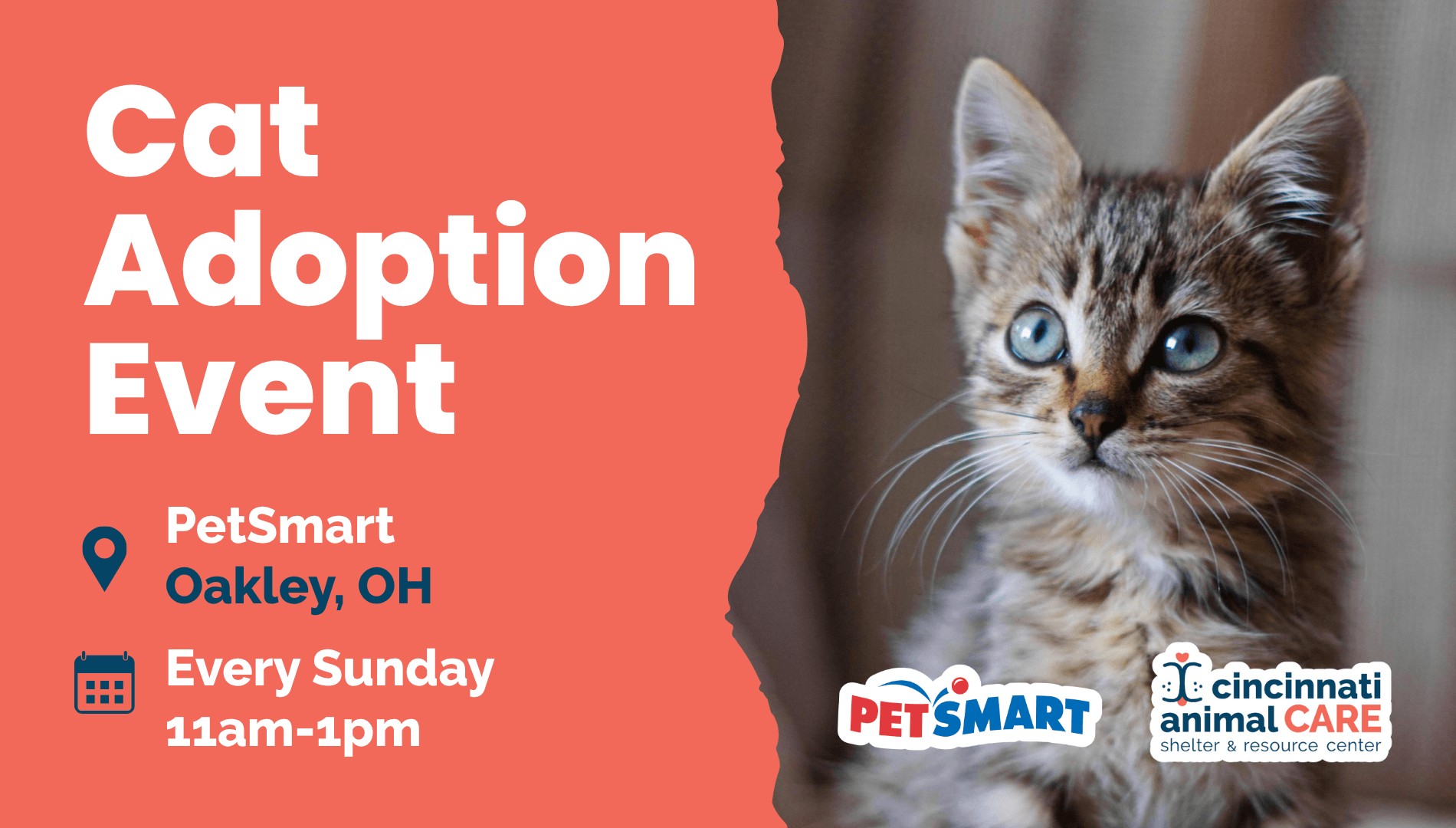 Every Sunday Oakley Cat Adoption Event with Cincinnati Animal CARE