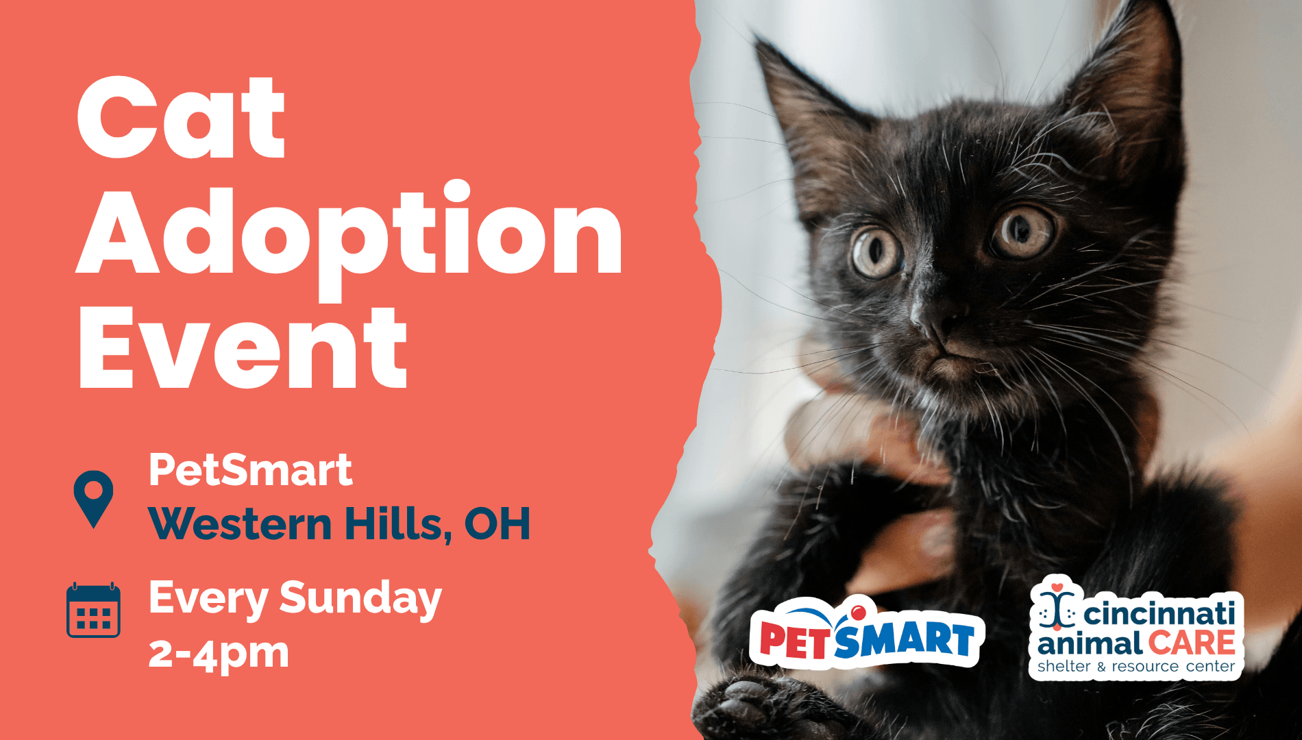 Every Sunday Western Hills Cat Adoption Event with cincinnati animal care
