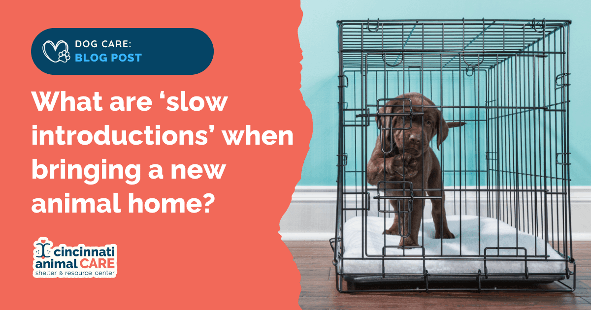 puppy in crate slow intros