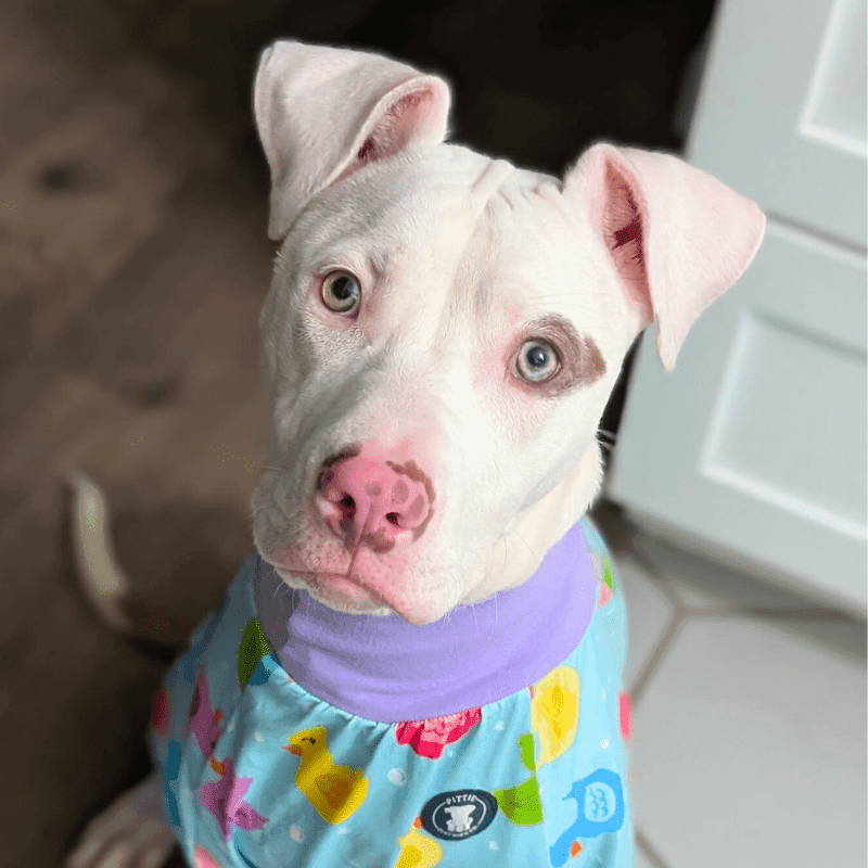 dog adoption at cincinnati animal care