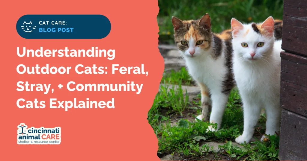 understanding outdoor cats blog resource