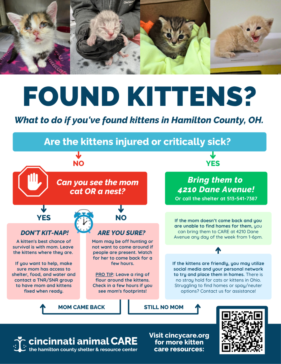 flow chart outlining what to do if you find kitten in hamtilon county ohio