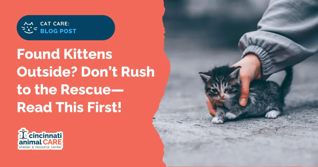 what to do if you find a kitten outside