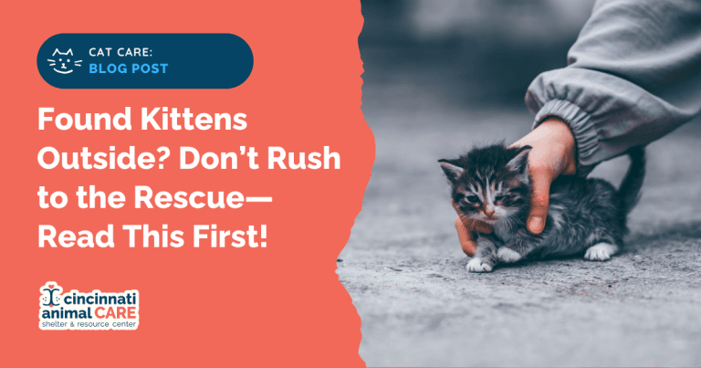 Cat Resource what to do if you find a kitten outside