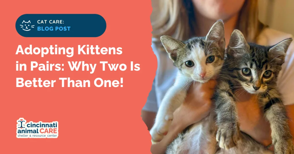 Adopting Kittens in Pairs Why Two Is Better Than One