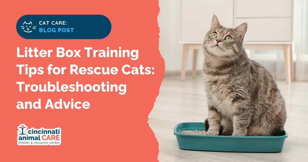 litter box training blog post