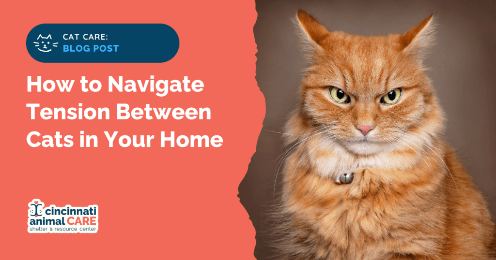 How to Navigate Tension Between Cats in Your Home