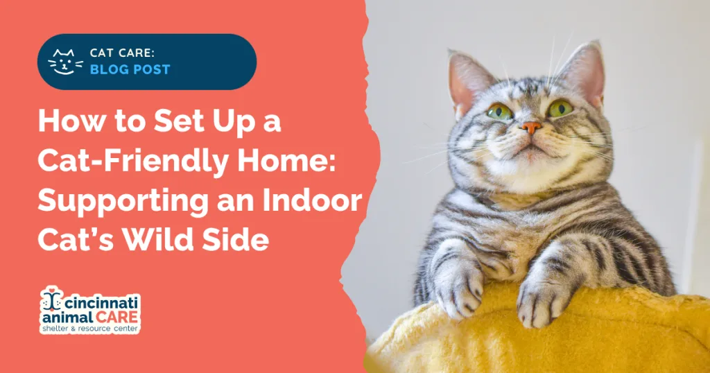 How to Set Up a Cat-Friendly Home: Supporting an Indoor Cat’s Wild Side blog post