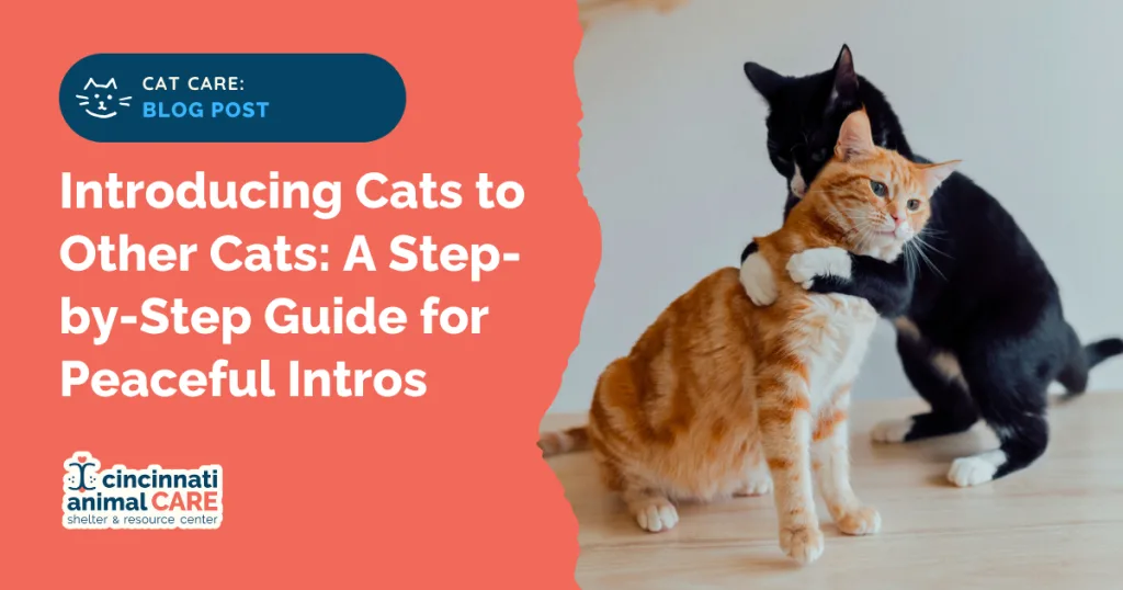 Introducing Cats to Other Cats: A Step-by-Step Guide for Peaceful Cat to Cat Introductions