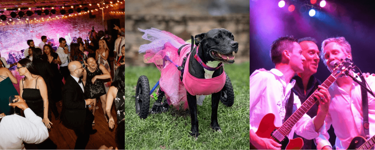 unleashed the power of love cincinnati animal care annual fundraising gala