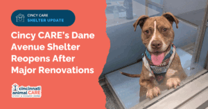 Cincinnati Animal CARE’s Dane Avenue Shelter Reopens After Major Renovations