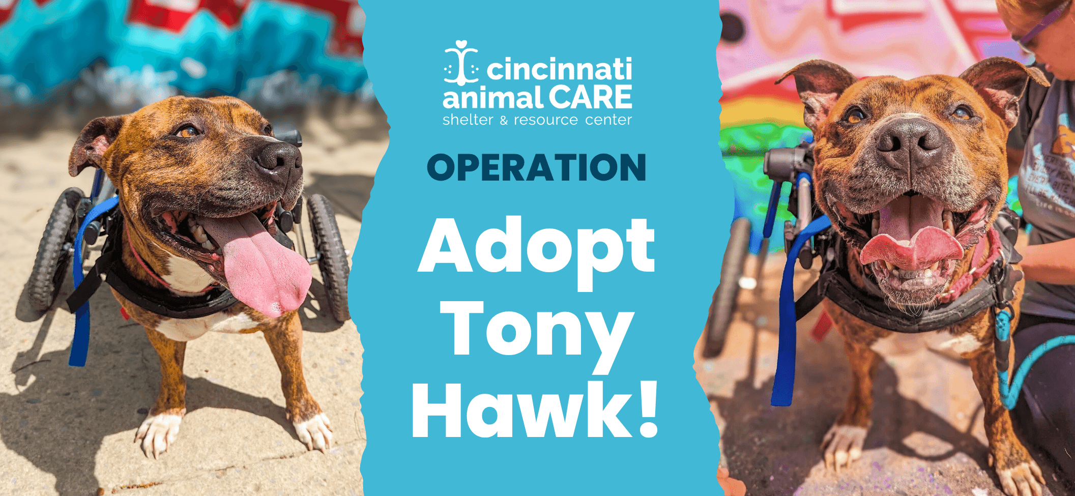 adopt tony hawk cincinnati animal care