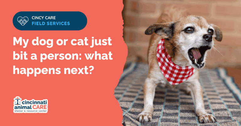 Blog Post Feature Image my dog just bit a person in cincinnati hamilton county ohio resources