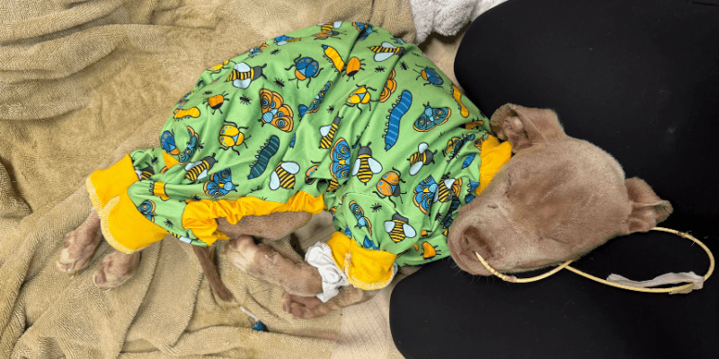 Calgary Giving Tuesday cincinnati animal care