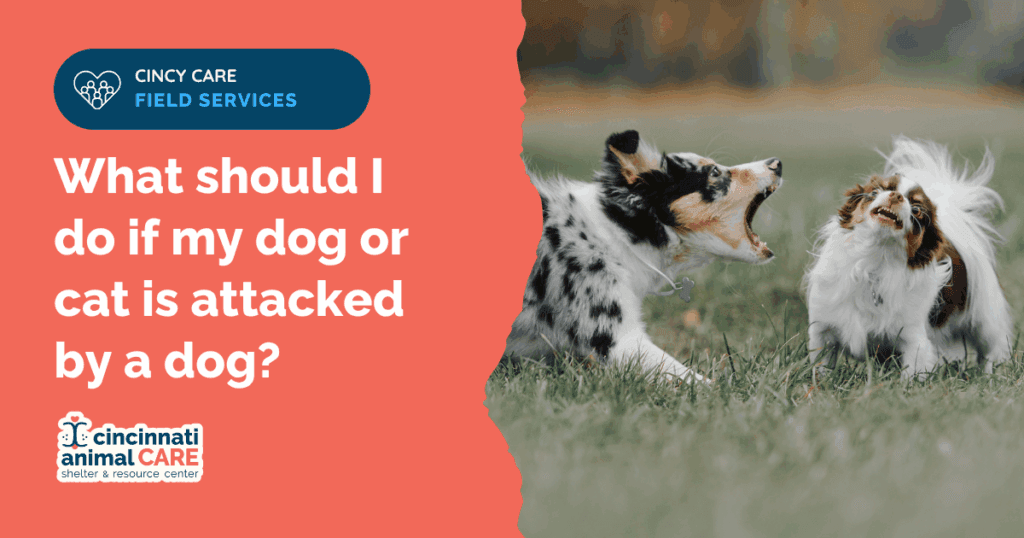 what to do if my dog is attacked by another dog in cincinanti hamilton county ohio