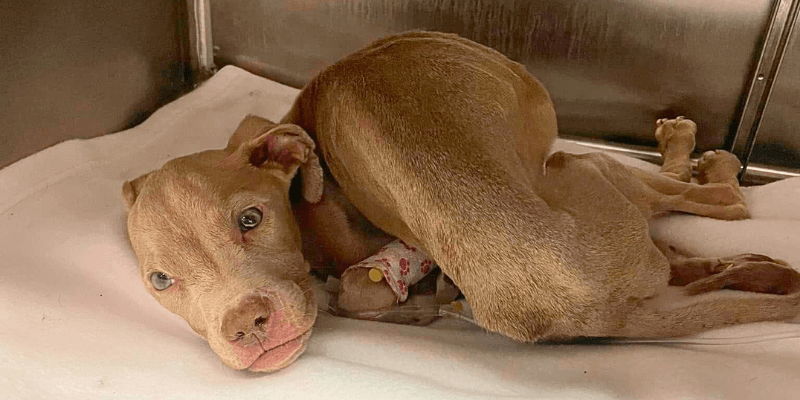 Calgary Giving Tuesday cincinnati animal care