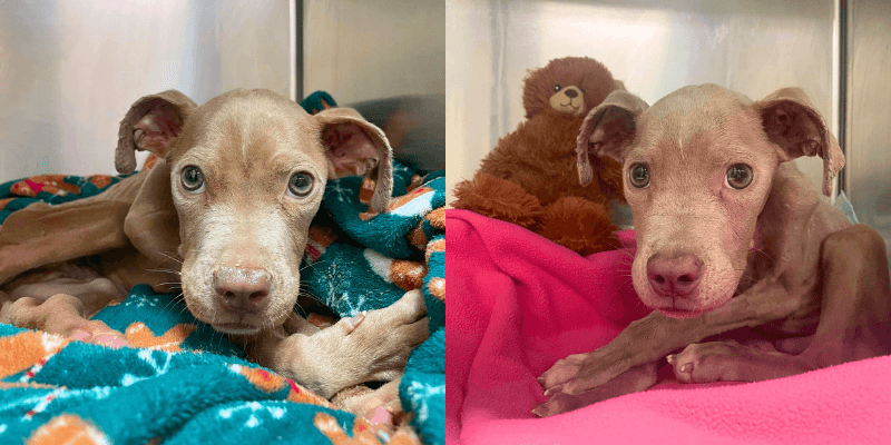 Calgary Giving Tuesday cincinnati animal care