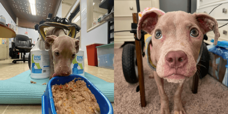 Calgary Giving Tuesday cincinnati animal care