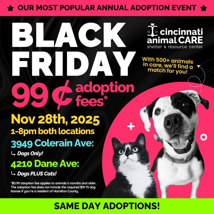 Black Friday Website Pop-up