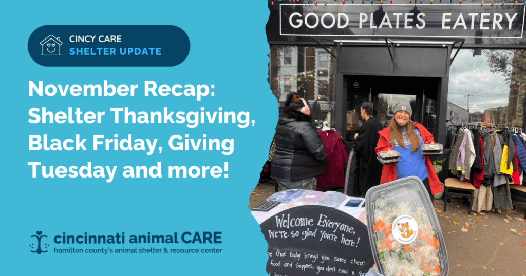 cincinnati animal care november 2050 success black friday thanksgiving giving tuesday