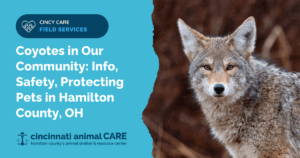 coyotes in hamilton county ohio