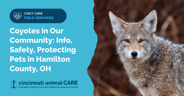 coyotes in hamilton county ohio