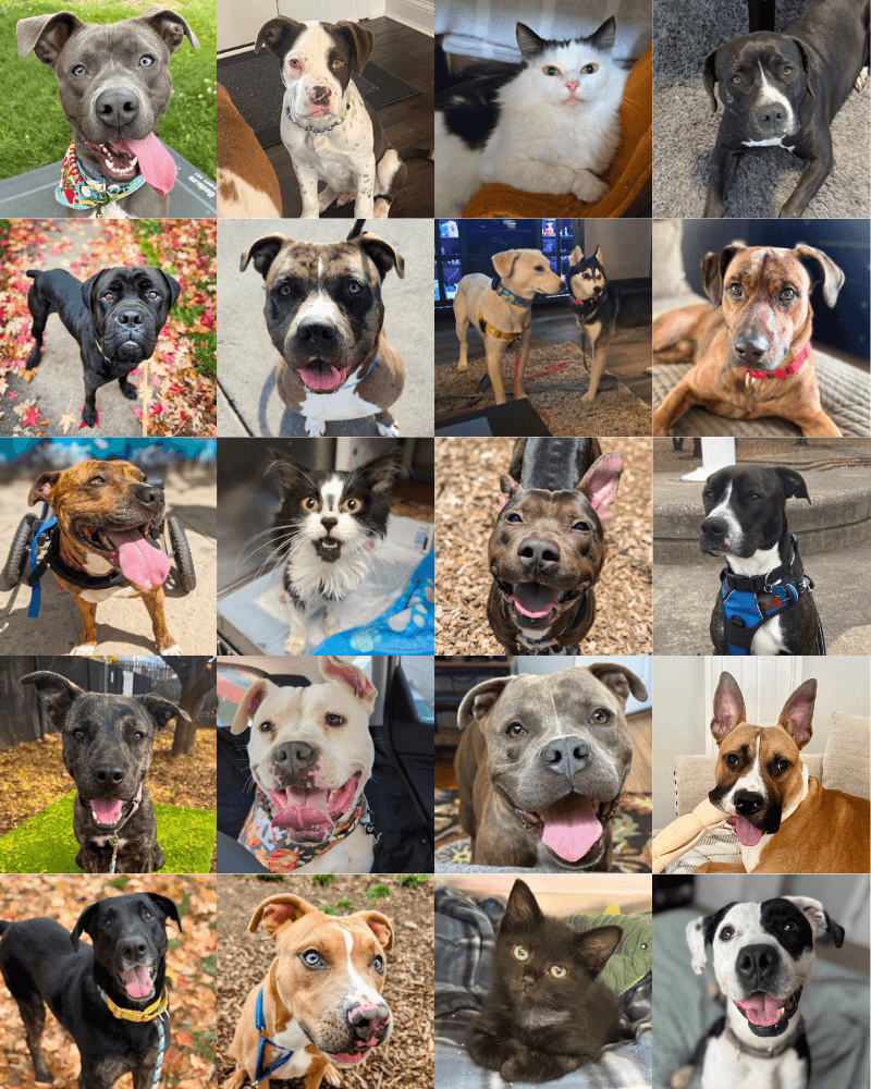 cincinnati animal care november adoption wins