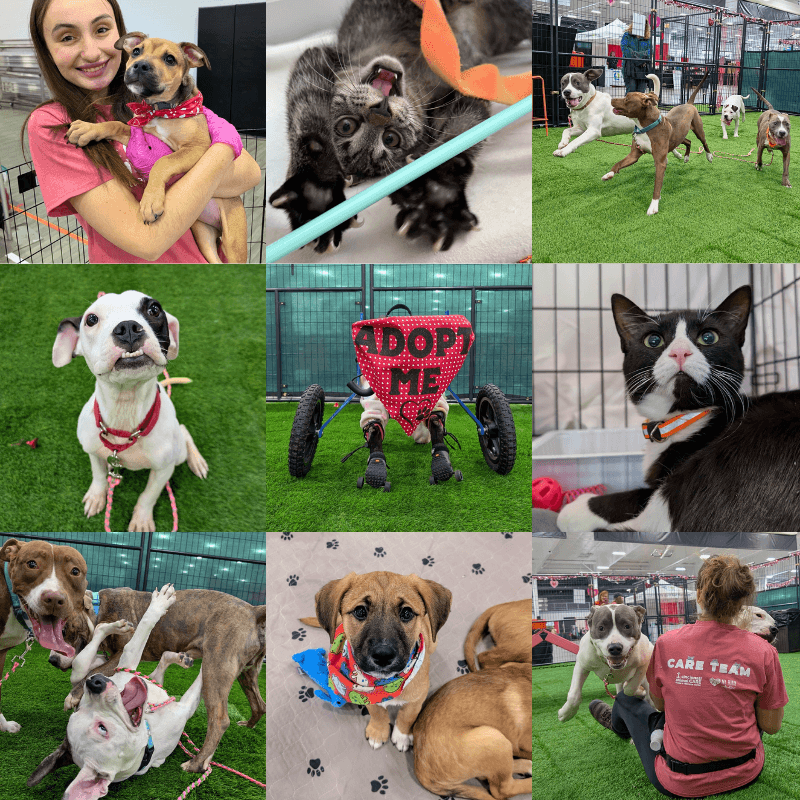 my furry valentine 2025 puppy kitten adoption event hamilton ohio cincinnati animal care