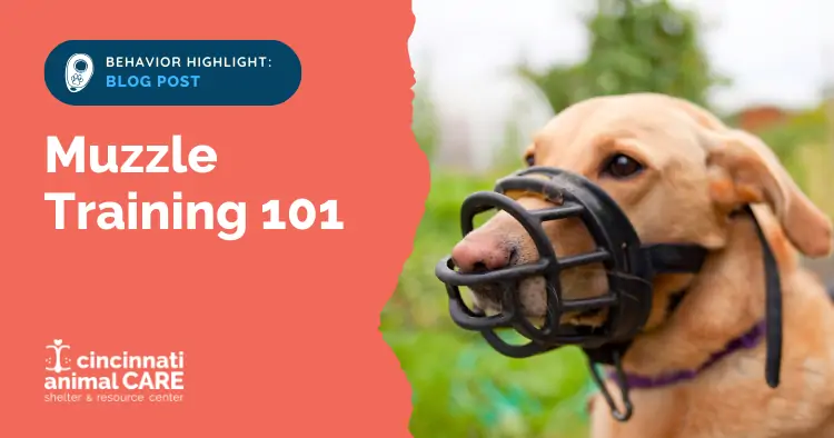 blog post feature photo showing a tan dog weraing a black muzzle