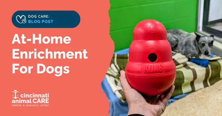 blog post feature photo showing a red kong wobbler with a dog in soft focus in the background