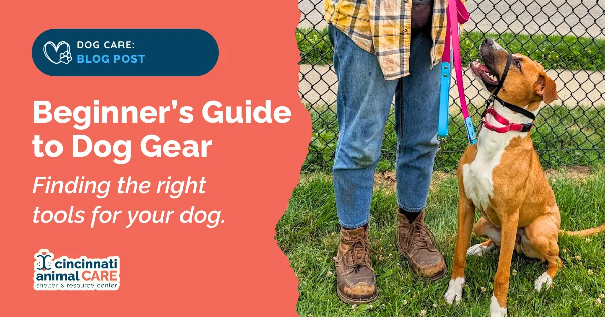 blog post feature photo showing a dog wearing a martingale collar and head halter