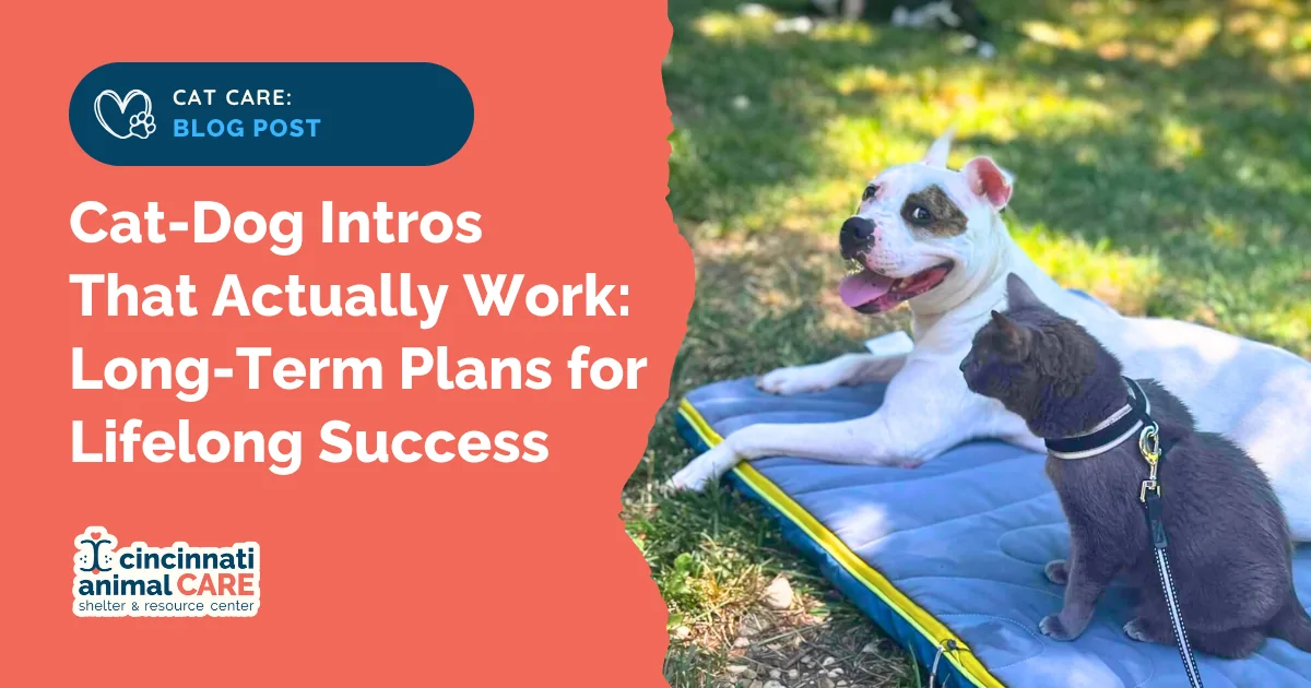 blog post feature photo showing a smiling dog laying down next to a grey cat on a leash