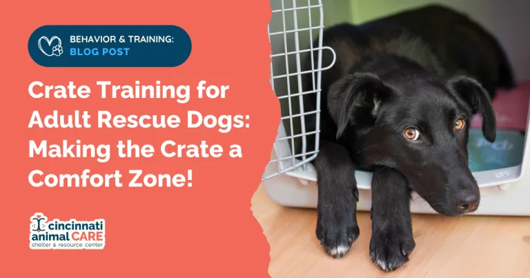 blog post feature photo showing a black dog laying down calmly in a crate