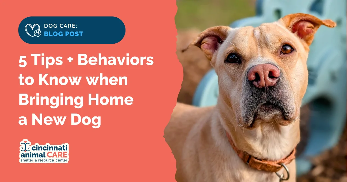 blog post feature photo showing a tan dog with a pink nose looking straight ahead calmly