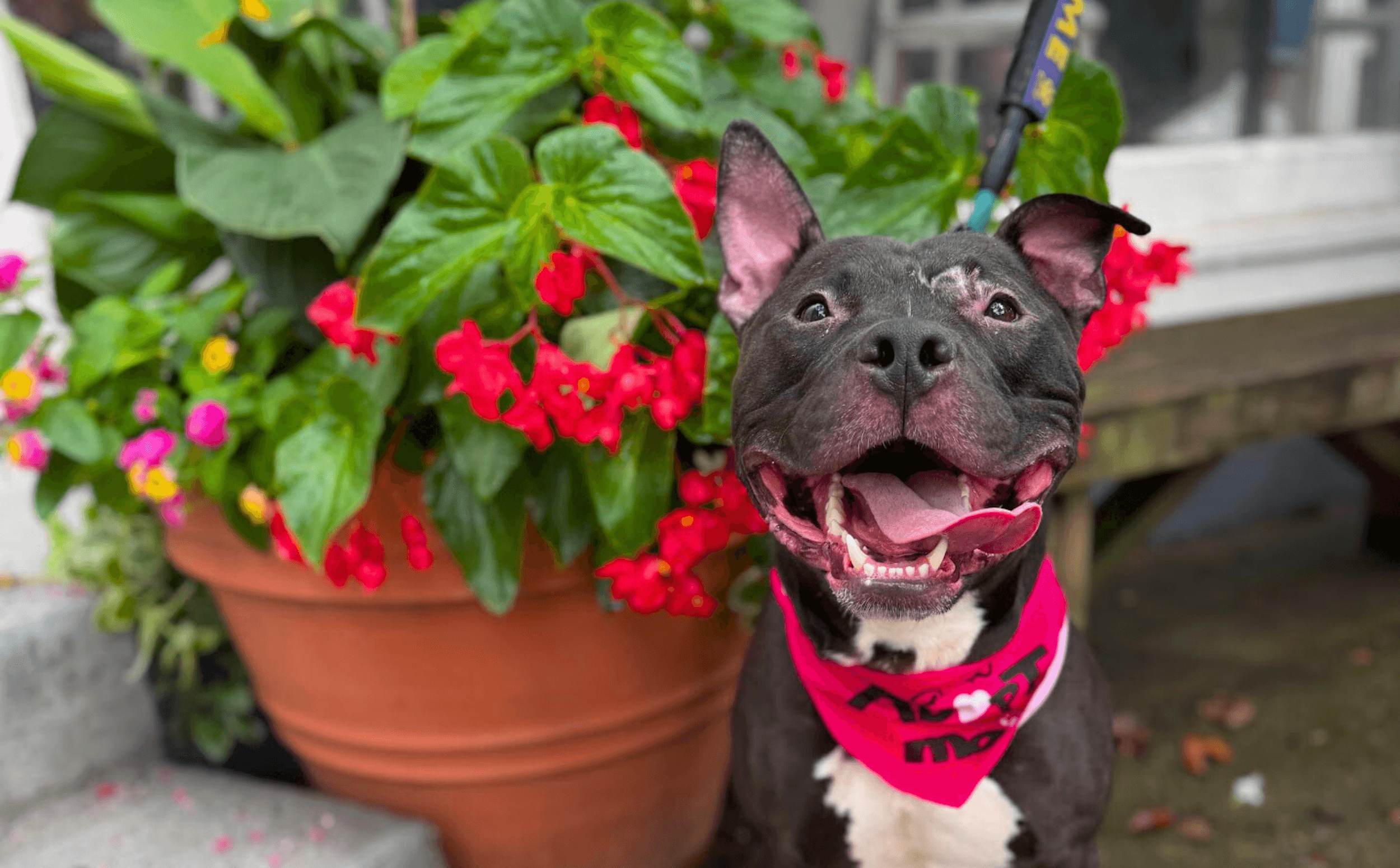 dog smiling in front of red flowers in a planter