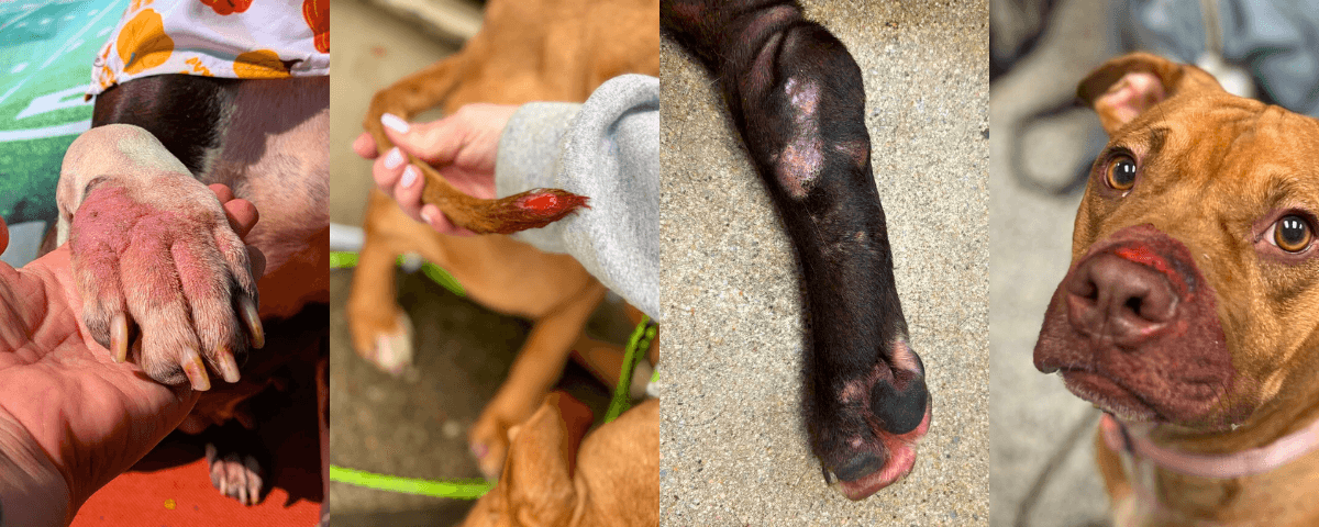 signs of kennel stress on dogs