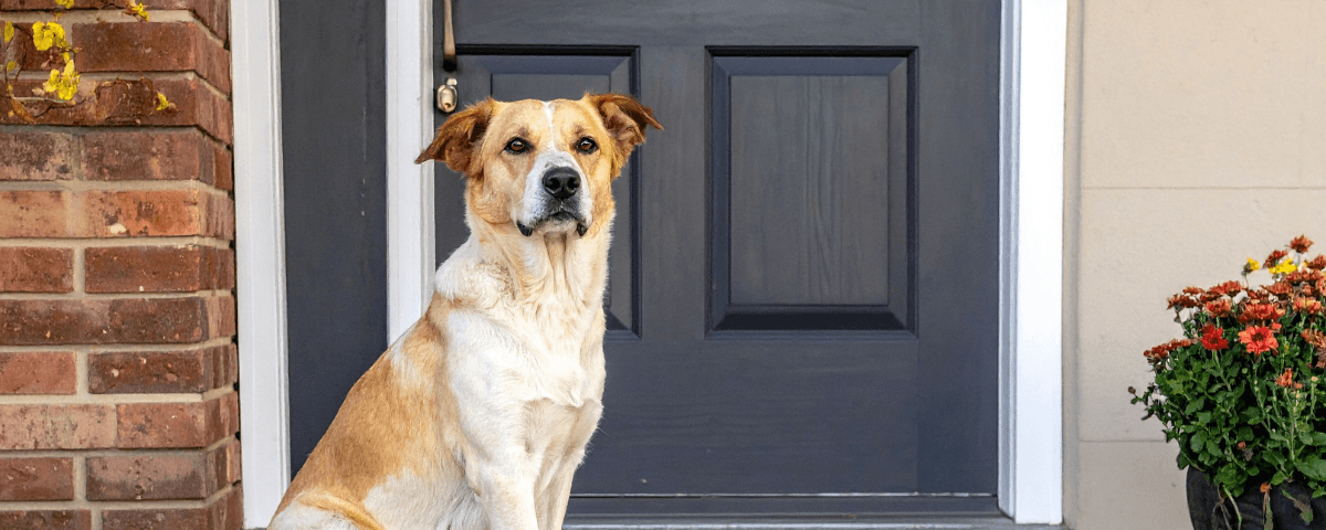 a white and tan dog sits calmly at the front door of a home