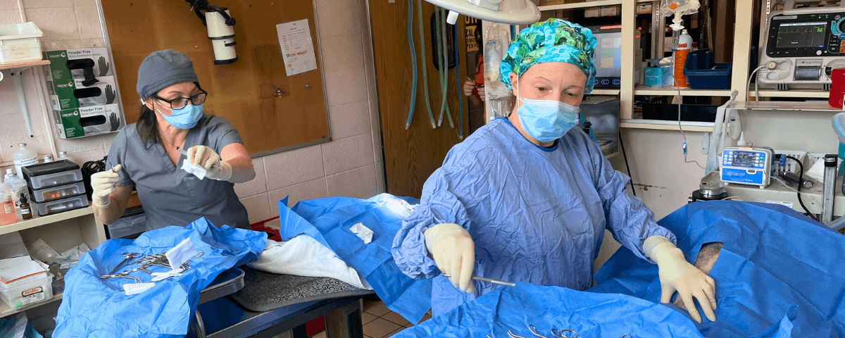 two cincinnati animal care veterinarians preforming spay nueter surgery at hamilton county animal shelter colerain avenue location