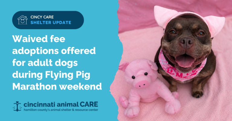 piggest adoption event ever cincinnati animal care flying pig marathon weekend