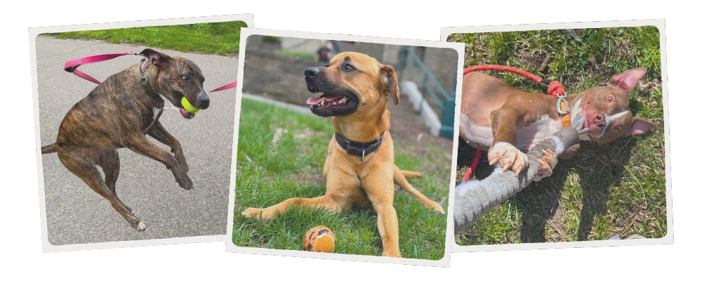 a tryptic of dogs playing with balls and rope toys while on daytrips