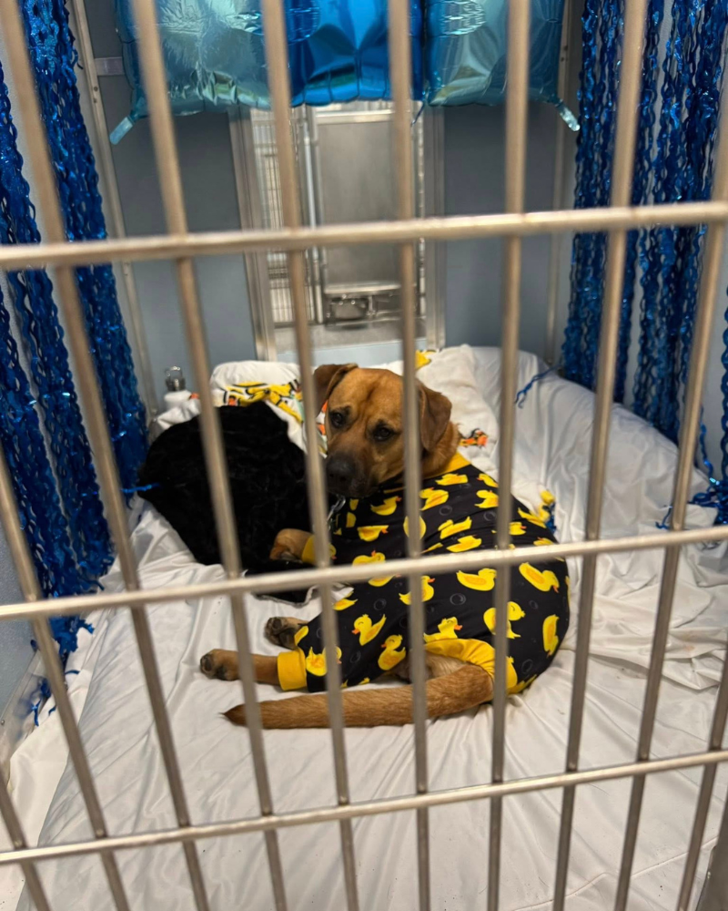 shelter dog in kennel during shelter slumber pawty at cincinnati animal care