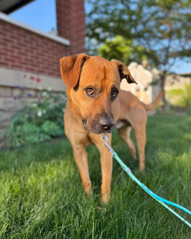 tan dog on leash otuside looking bashful at camera